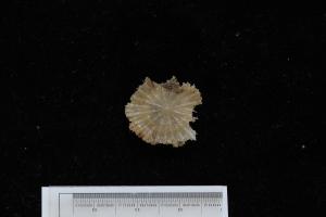 Fungiacyathus fragilis_IMG_0122