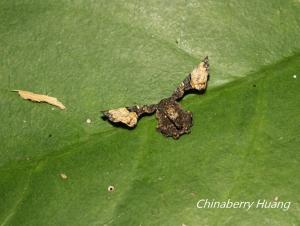 <a href="https://taieol.tw/muse/digi_object/b56fc663cc83ac4839f0de0b68b037d3" target="_blank">圓翅寬帶雙尾蛾／By：chinaberryhuang／iNaturalist</a>
