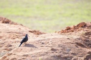 <a href="https://taieol.tw/muse/digi_object/9a79cda6f4a4e312caf046da7e976fc9" target="_blank">珠頸斑鳩／By：papilioshih／iNaturalist</a>