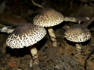 Lepiota griseovirens(灰綠環柄菇)