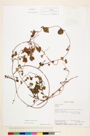 <a href="https://brmas.openmuseum.tw/muse/digi_object/f1aff5ad8ba3e7ed87994240bdefadcf" target="_blank">紅花野牽牛／中央研究院生物多樣性研究博物館植物標本館 (HAST)</a>