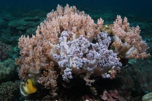 太平洋錦花軟珊瑚
