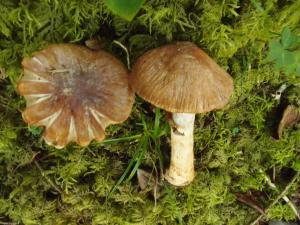 Cortinarius elatior(高絲膜菌)