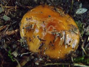 Cortinarius collinitus(黏液絲膜菌)