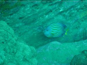 <a href="https://fishdb.sinica.edu.tw/muse/digi_object/860309f367cb03ad0afd42f8fb23944c" target="_blank">Chaetodontoplus septentrionalis@fishdb-media-467／陳玉勳</a>