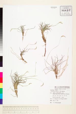 <a href="https://brmas.openmuseum.tw/muse/digi_object/f205dd25d28f7a5302ccdf4bde700ab8" target="_blank">蜈蚣草／中央研究院生物多樣性研究博物館植物標本館 (HAST)</a>