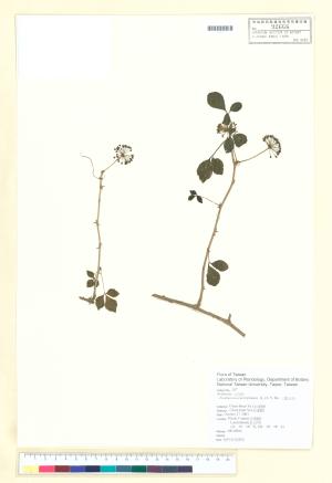 <a href="https://brmas.openmuseum.tw/muse/digi_object/f20e1be46e393fe1b6b269c8a26ad10a" target="_blank">三葉五加　／中央研究院生物多樣性研究博物館植物標本館 (HAST)</a>