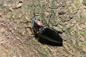 大青叩頭蟲@ Campsosternus auratus_台北陽明山