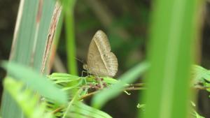 <a href="https://taieol.tw/muse/digi_object/4dcd53b9a2aae6745be8cb191e224cd6" target="_blank">稻眉眼蝶／By：maxhsieh／iNaturalist</a>