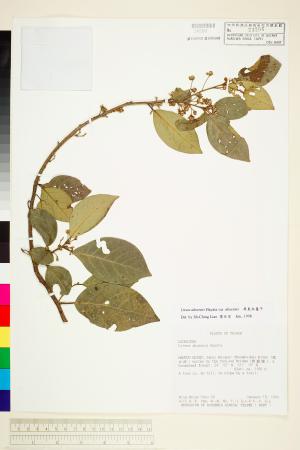 <a href="https://brmas.openmuseum.tw/muse/digi_object/f250b331bb6f66c88ce84a57d2196f25" target="_blank">屏東木薑子／中央研究院生物多樣性研究博物館植物標本館 (HAST)</a>