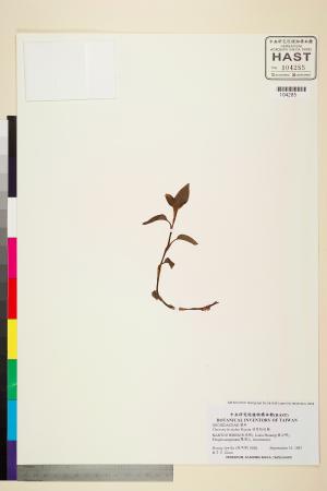 <a href="https://brmas.openmuseum.tw/muse/digi_object/f26cdfa979c1e55098e96a8fdcb2c452" target="_blank">羽唇指柱蘭／中央研究院生物多樣性研究博物館植物標本館 (HAST)</a>