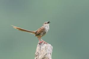 <a href="https://taieol.tw/muse/digi_object/b144bc7ac23cfb15cbd3a7e673db3f52" target="_blank">Prinia crinigera striata Swinhoe／By：李豐曉／臺灣物種名錄(TaiCOL)</a>