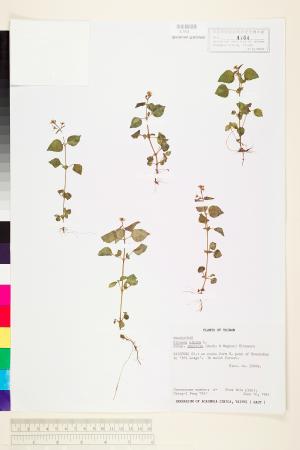 <a href="https://brmas.openmuseum.tw/muse/digi_object/f2a3dca08325297ff0364cd7943d96b4" target="_blank">高山露珠草／中央研究院生物多樣性研究博物館植物標本館 (HAST)</a>