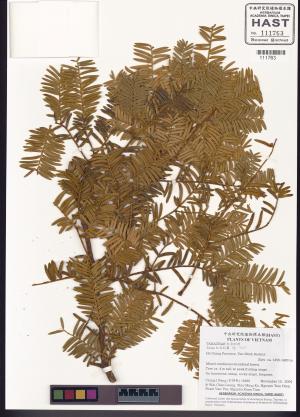 <a href="https://brmas.openmuseum.tw/muse/digi_object/f2a6d83b31cb95a678a454be39aebb00" target="_blank">紅豆杉屬／中央研究院生物多樣性研究博物館植物標本館 (HAST)</a>