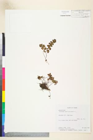 <a href="https://brmas.openmuseum.tw/muse/digi_object/f2b29dd61e3c994ace388388946b9a51" target="_blank">鐵線蕨／中央研究院生物多樣性研究博物館植物標本館 (HAST)</a>