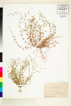 <a href="https://brmas.openmuseum.tw/muse/digi_object/f2bd2a63d0ca7bb483177e15c3b5c2ec" target="_blank">無心菜(鵝不食草)／中央研究院生物多樣性研究博物館植物標本館 (HAST)</a>