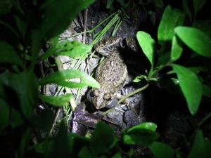 <a href="https://taieol.tw/muse/digi_object/3fce856984e7946dc9ea41c1c96fb7c9" target="_blank">澤蛙／By：vole／iNaturalist</a>