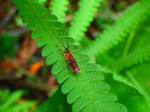 <a href="https://taieol.tw/muse/digi_object/b8f9bfa7ee1aaef39494752c7af30918" target="_blank">Tisis mesozosta／By：chinaberryhuang／iNaturalist</a>