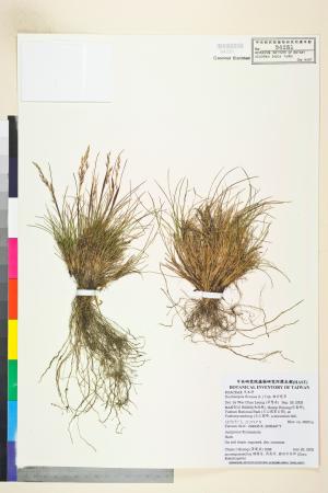 <a href="https://brmas.openmuseum.tw/muse/digi_object/f2e937be2abd330174fd2477acac45d9" target="_blank">曲芒髮草／中央研究院生物多樣性研究博物館植物標本館 (HAST)</a>