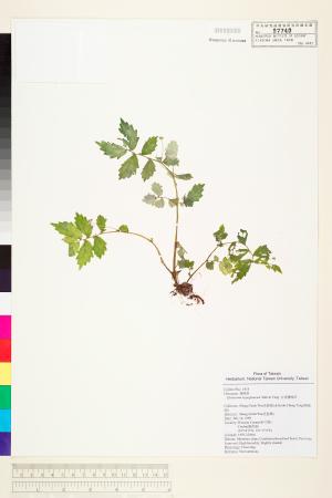 <a href="https://brmas.openmuseum.tw/muse/digi_object/f30c6c505b16f8baa7b963ba84cda963" target="_blank">白背樓梯草／中央研究院生物多樣性研究博物館植物標本館 (HAST)</a>