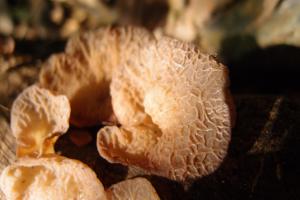 Auricularia delicata(皺木耳)