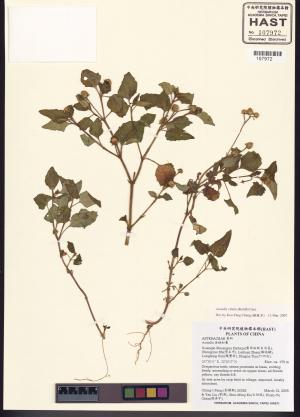 <a href="https://brmas.openmuseum.tw/muse/digi_object/f31ceb99f22a345de9daa23a74c099ca" target="_blank">天文草／中央研究院生物多樣性研究博物館植物標本館 (HAST)</a>