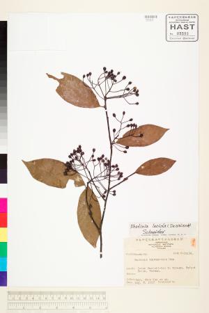 <a href="https://brmas.openmuseum.tw/muse/digi_object/f320784ed029d4b01f5358f3cd15ac47" target="_blank">台灣石楠／中央研究院生物多樣性研究博物館植物標本館 (HAST)</a>