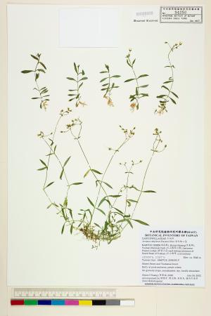 <a href="https://brmas.openmuseum.tw/muse/digi_object/f324bf7c3ad6997da800b0a4faf0d034" target="_blank">亞毛無心菜／中央研究院生物多樣性研究博物館植物標本館 (HAST)</a>