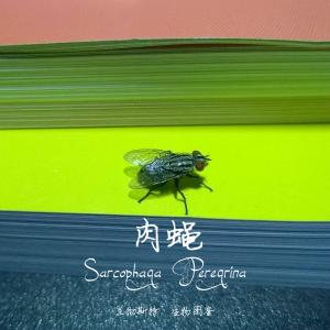 <a href="https://taieol.tw/muse/digi_object/131fd1667f2f59fd81c23ed46490cdad" target="_blank">遊蕩肉蠅／By：Lanchester／臺灣生命大百科</a>