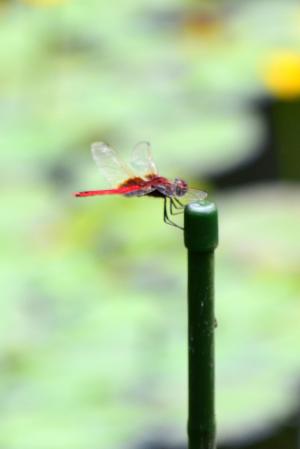 <a href="https://taieol.tw/muse/digi_object/3776825f97d037fff7524e36eb9bb1fc" target="_blank">褐基蜻蜓／By：aru／iNaturalist</a>