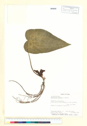<a href="https://brmas.openmuseum.tw/muse/digi_object/f4052cc6130ea13081789ff480d66cdf" target="_blank">芋葉細辛／中央研究院生物多樣性研究博物館植物標本館 (HAST)</a>