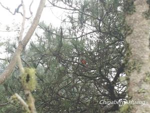 <a href="https://taieol.tw/muse/digi_object/81e1e031c3333f61b57474b1135299a0" target="_blank">灰喉山椒鳥／By：chinaberryhuang／iNaturalist</a>
