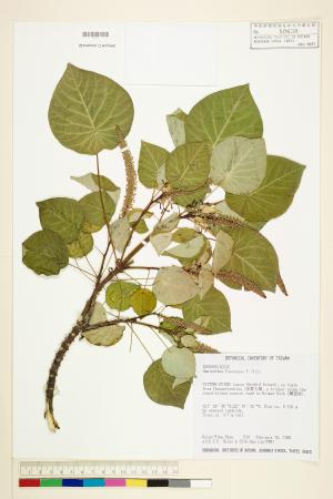 <a href="https://brmas.openmuseum.tw/muse/digi_object/f41a42b055bb4c8c7b9b1a2139e0ab6d" target="_blank">圓葉血桐／中央研究院生物多樣性研究博物館植物標本館 (HAST)</a>