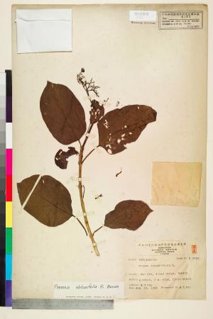 <a href="https://brmas.openmuseum.tw/muse/digi_object/f43edea98cd7c26e36bc34c45bc60ebd" target="_blank">臭娘子(牛骨仔樹)／中央研究院生物多樣性研究博物館植物標本館 (HAST)</a>