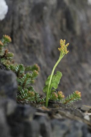 高山瓶爾小草