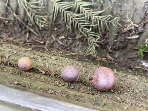 <a href="https://taieol.tw/muse/digi_object/a9eba54bdbed3de86b9c6a1e196e399b" target="_blank">Gymnopilus purpuratus／By：balawu／iNaturalist</a>