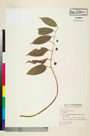 <a href="https://brmas.openmuseum.tw/muse/digi_object/f46701d2dd00b678315ed9fd5a98f528" target="_blank">阿里山假寶鐸花／中央研究院生物多樣性研究博物館植物標本館 (HAST)</a>