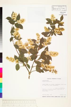 <a href="https://brmas.openmuseum.tw/muse/digi_object/f47309faa1320b8a5ab1f9014005cebb" target="_blank">心基葉溲疏／中央研究院生物多樣性研究博物館植物標本館 (HAST)</a>