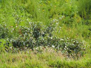 <a href="https://taieol.tw/muse/digi_object/4dc99a26a6e048ad0884dd20050e6f70" target="_blank">椬梧／By：leaf0605／iNaturalist</a>
