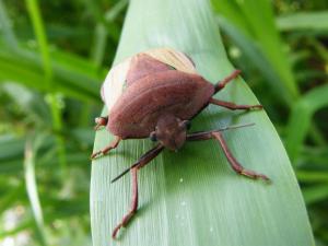 Chalcopis glandulosa 