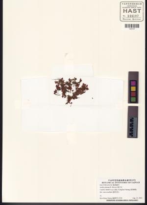 <a href="https://brmas.openmuseum.tw/muse/digi_object/f4903195634361c9791ddd1dd62746ec" target="_blank">滿江紅／中央研究院生物多樣性研究博物館植物標本館 (HAST)</a>