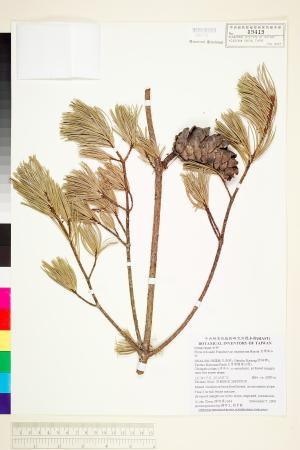 <a href="https://brmas.openmuseum.tw/muse/digi_object/f4965f25bb4c2dab0aa0ba93d7cfe338" target="_blank">台灣華山松／中央研究院生物多樣性研究博物館植物標本館 (HAST)</a>
