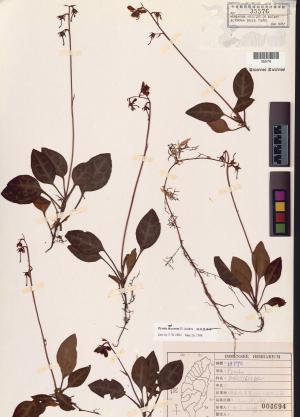 <a href="https://brmas.openmuseum.tw/muse/digi_object/f4b627394fb14a6e549ef3a961c43aff" target="_blank">斑紋鹿蹄草／中央研究院生物多樣性研究博物館植物標本館 (HAST)</a>