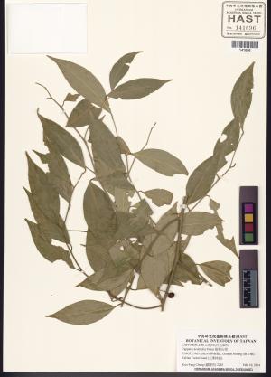 <a href="https://brmas.openmuseum.tw/muse/digi_object/f4c9dd8e240ef4d900b95ba686b5d734" target="_blank">銳葉山柑／中央研究院生物多樣性研究博物館植物標本館 (HAST)</a>