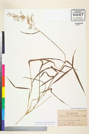 <a href="https://brmas.openmuseum.tw/muse/digi_object/f4d90474b585e40447e9ca7f4db0a2ec" target="_blank">細柄草／中央研究院生物多樣性研究博物館植物標本館 (HAST)</a>