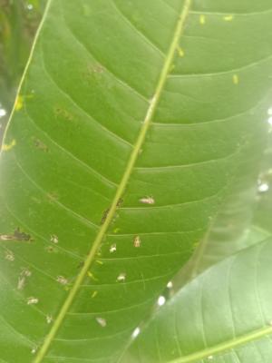 <a href="https://taieol.tw/muse/digi_object/a17973b5acad1bb211a4cfefd3a094df" target="_blank">檬果綠葉蟬／By：naturalist8102／iNaturalist</a>