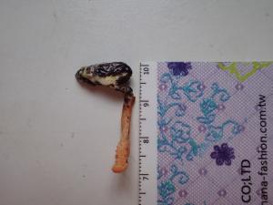 Cordyceps militaris(蛹蟲草)