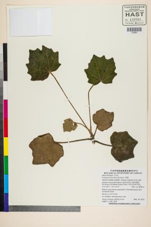 <a href="https://brmas.openmuseum.tw/muse/digi_object/f5174ceda8a42d46d730ff2ca1123150" target="_blank">華參／中央研究院生物多樣性研究博物館植物標本館 (HAST)</a>