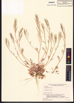 <a href="https://brmas.openmuseum.tw/muse/digi_object/f532781253014ba30c241a03b2ef79c6" target="_blank">台灣碎米薺／中央研究院生物多樣性研究博物館植物標本館 (HAST)</a>