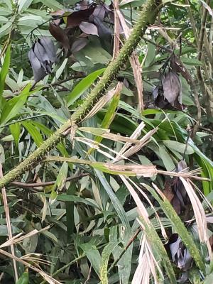 <a href="https://taieol.tw/muse/digi_object/98be0cbdf9ad02b5fec4d9094a5c85fb" target="_blank">黃藤／By：hello4431／iNaturalist</a>